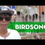 Indonesia’s songbird competitions and illegal bird trade | BIRDSONG | COCONUTS TV ON IFLIX