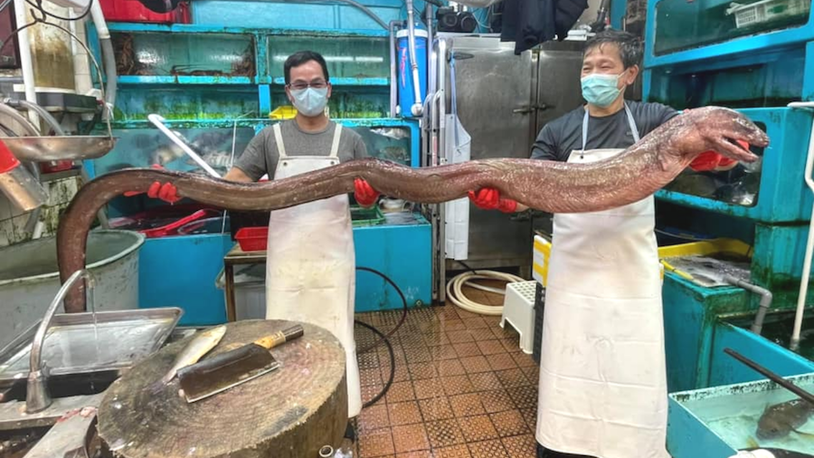 Stall keepers at a wet market in Mei Foo held up the massive eel before chopping it up into pieces to be sold. Photo: Facebook/Aaron Kwan