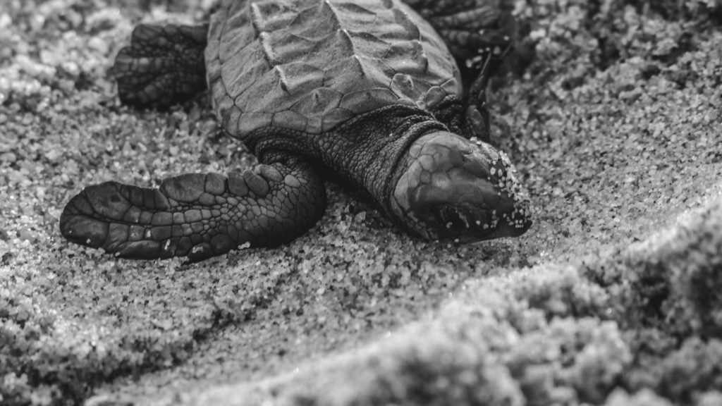 一只海龟在海滩上孵化的资料照片。图片来源:阿方索·纳瓦罗